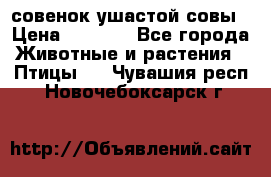 совенок ушастой совы › Цена ­ 5 000 - Все города Животные и растения » Птицы   . Чувашия респ.,Новочебоксарск г.